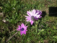 cantara Calatabiano18032012 042